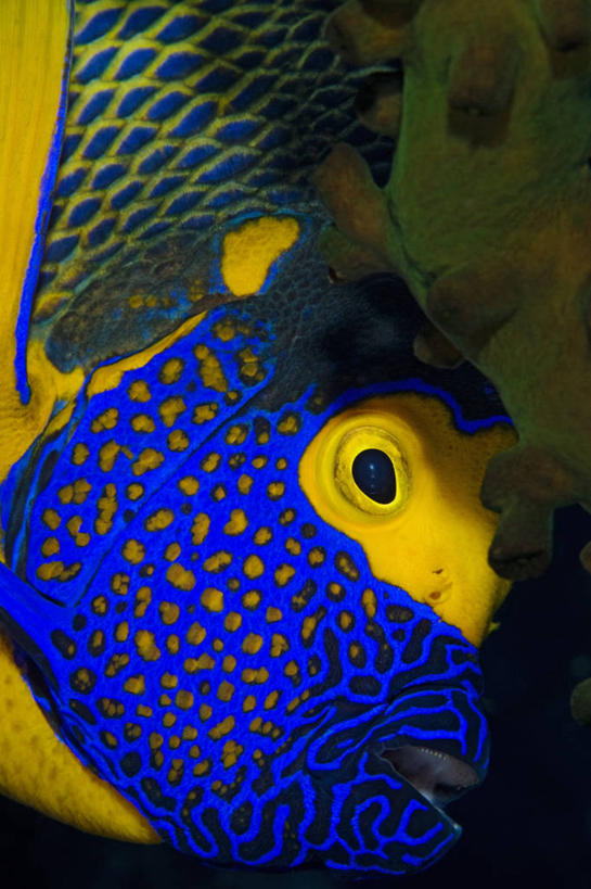 无人,竖图,彩色,特写,水下,野生动物,印度尼西亚,科学,鱼类,黄色,蓝色,摄影,五颜六色,色彩斑斓,生物学,五彩缤纷,蓝刺蝶鱼,西巴布亚省,五彩斑斓,五光十色,彩图