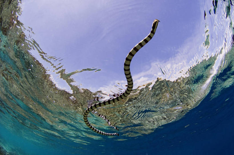 游泳,无人,横图,鱼眼镜头,水下,野生动物,印度尼西亚,科学,蛇,水面,海蛇,摄影,生物学,西巴布亚省,彩图