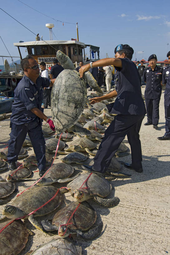 成年人,竖图,室外,白天,船,马来西亚,一排,整齐,许多人,排列,一群人,摄影,死亡,权威,犯罪,队列,警官,绿蠵龟,殒命,灭亡,濒危物种,男人,海龟,彩图,走私,马来文化