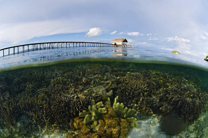 无人,码头,横图,鱼眼镜头,水下,野生动物,印度尼西亚,科学,珊瑚,摄影,生物学,西巴布亚省,斯普利特,暗礁,彩图,小屋