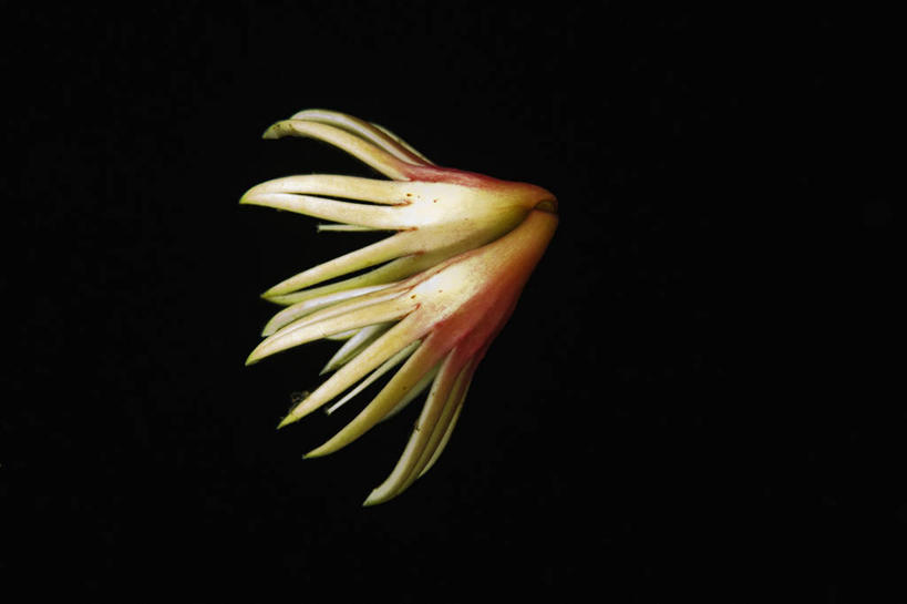 无人,横图,水下,印度尼西亚,漂浮,反射,花,花瓣,一个,摄影,单个,西巴布亚省,彩图,红树林