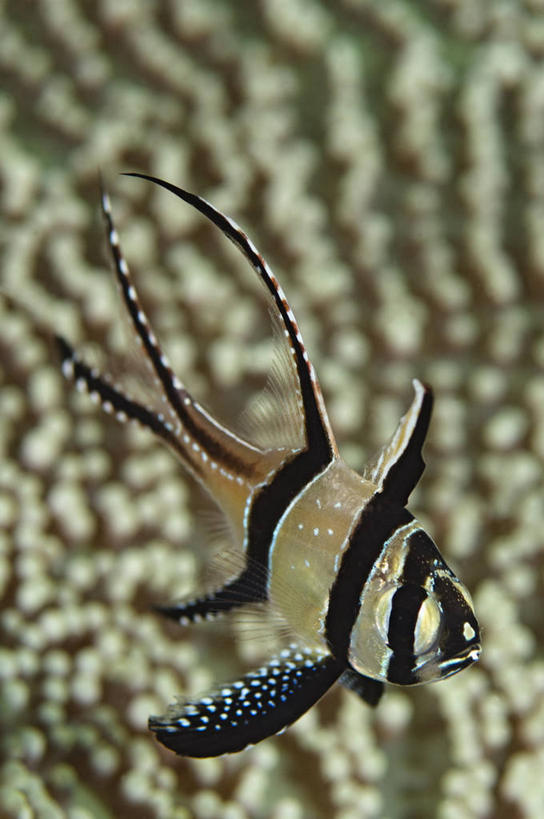 无人,竖图,水下,印度尼西亚,条纹,斑点,鱼类,摄影,天竺鲷,濒危物种,彩图,生态多样性