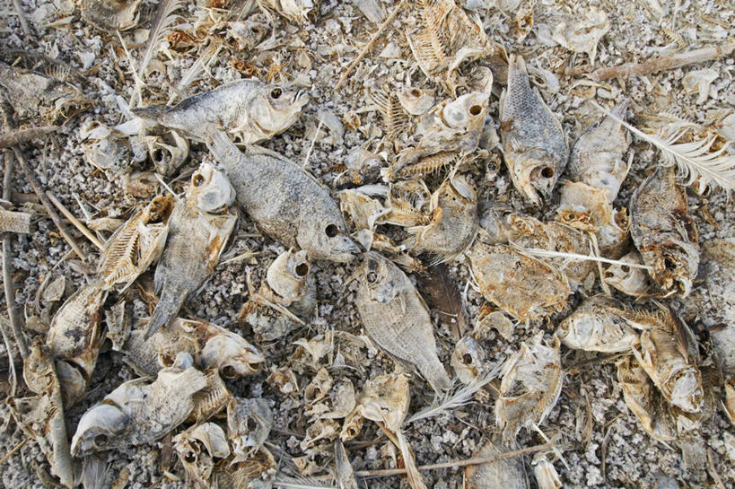 无人,横图,俯视,室外,特写,白天,美国,环保,鱼类,动物,摄影,能源,死亡,回收,资源,加利福尼亚,利用,低碳,罗非鱼,循环,持续,彩图,高角度拍摄