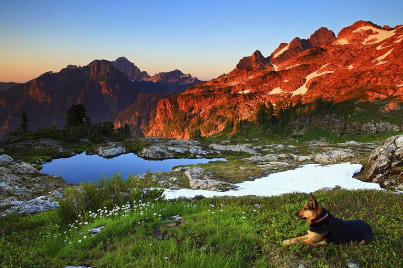 无人,横图,室外,白天,侧面,草地,湖,日落,山,狗,美国,野花,花,动物,家畜,放松,摄影,宁静,德国牧羊犬,华盛顿州,卡斯基德山脉,彩图,旅行