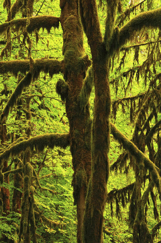 无人,竖图,室外,白天,枫树,美国,苔藓,绿色,摄影,俄勒冈州,彩图,雨林