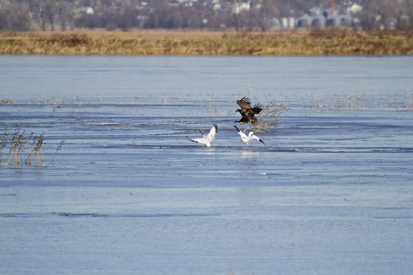无人,横图,室外,白天,鹅,野生动物,鹰,美国,三只,鸟类,捕食,动物,摄影,生物学,雪雁,白头鹰,密苏里,危险,彩图