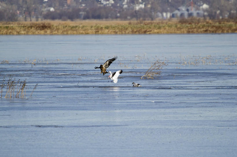 无人,横图,室外,白天,鹅,野生动物,鹰,美国,三只,鸟类,捕食,动物,摄影,生物学,雪雁,白头鹰,密苏里,危险,彩图