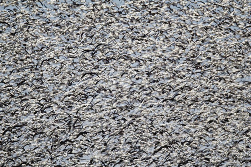 无人,横图,室外,白天,鹅,野生动物,美国,一群,许多,鸟类,很多,飞,动物,摄影,迁徙,生物学,雪雁,密苏里,彩图