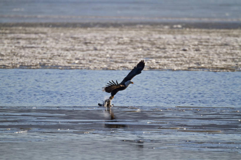 无人,横图,室外,白天,鹅,野生动物,鹰,美国,鸟类,捕食,飞,动物,两只,摄影,生物学,雪雁,白头鹰,密苏里,危险,彩图