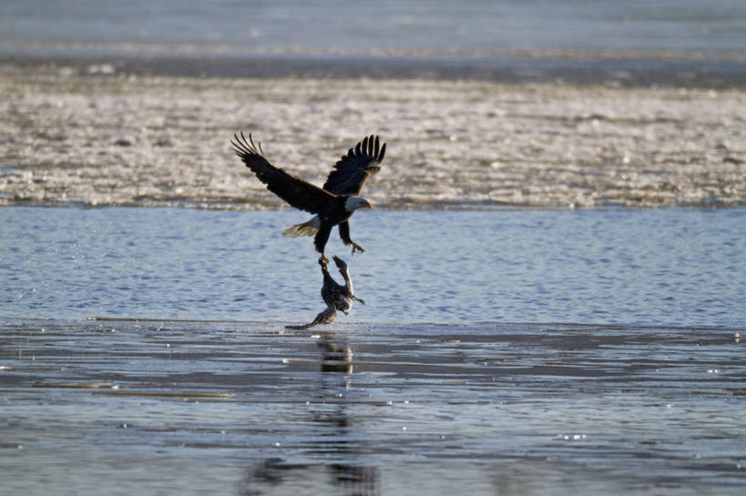 无人,横图,室外,白天,鹅,野生动物,鹰,美国,鸟类,捕食,飞,动物,两只,摄影,生物学,雪雁,白头鹰,密苏里,危险,彩图
