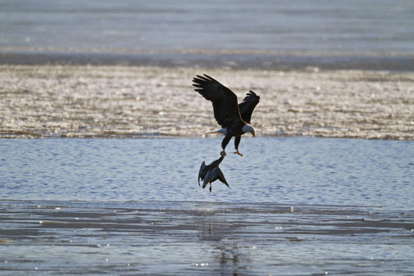 无人,横图,室外,白天,鹅,野生动物,鹰,美国,鸟类,捕食,飞,动物,两只,摄影,生物学,雪雁,白头鹰,密苏里,危险,彩图