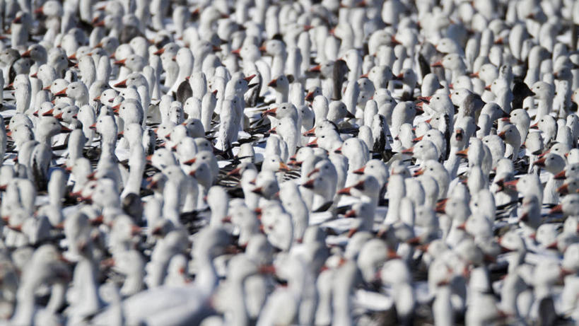 无人,横图,室外,白天,鹅,野生动物,美国,一群,许多,鸟类,很多,动物,模仿,摄影,迁徙,生物学,雪雁,密苏里,彩图