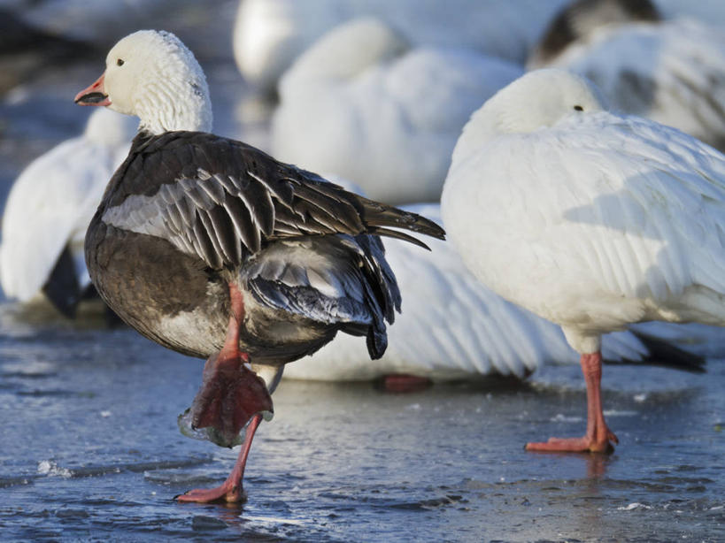 无人,横图,室外,白天,鹅,野生动物,美国,许多,鸟类,很多,动物,摄影,迁徙,生物学,雪雁,密苏里,彩图