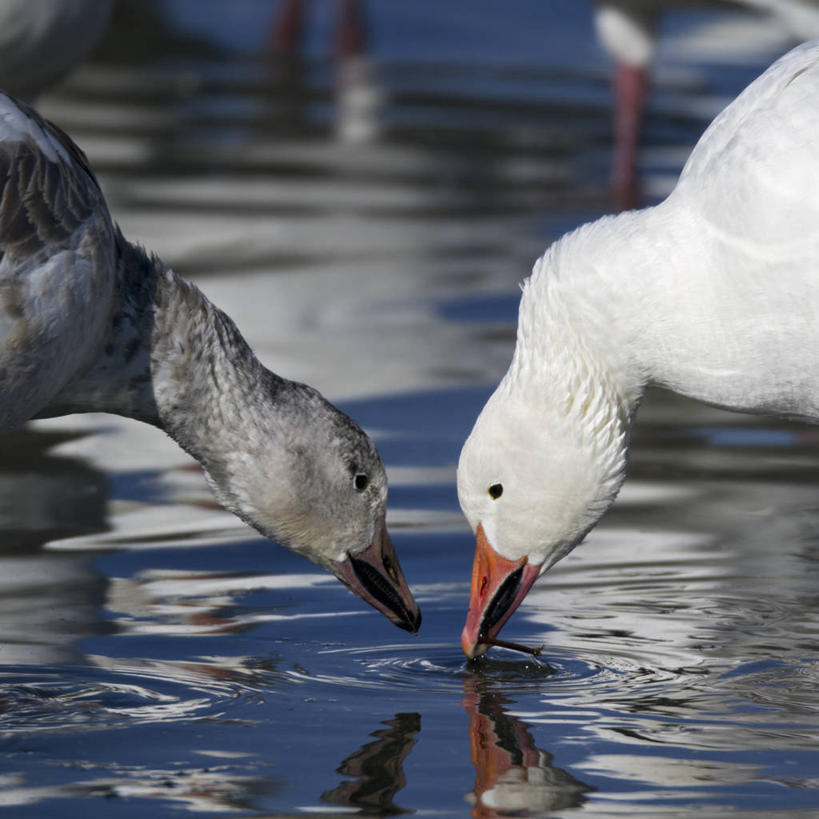 无人,横图,方图,室外,白天,侧面,鹅,野生动物,美国,鸟类,动物,两只,摄影,迁徙,生物学,雪雁,密苏里,喂养,彩图