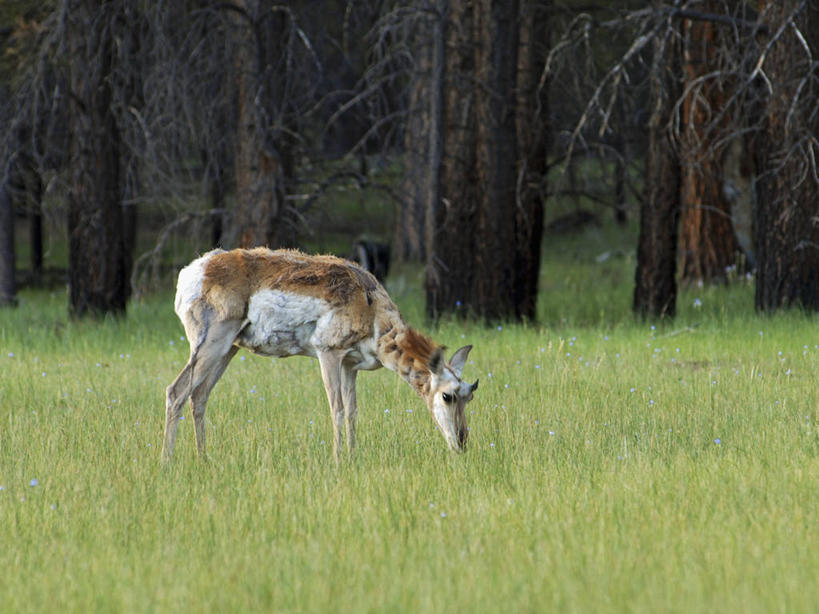 无人,横图,室外,白天,草地,野生动物,美国,动物,摄影,生物学,犹他,布莱斯峡谷国家公园,叉角羚,彩图,旅行,动物学