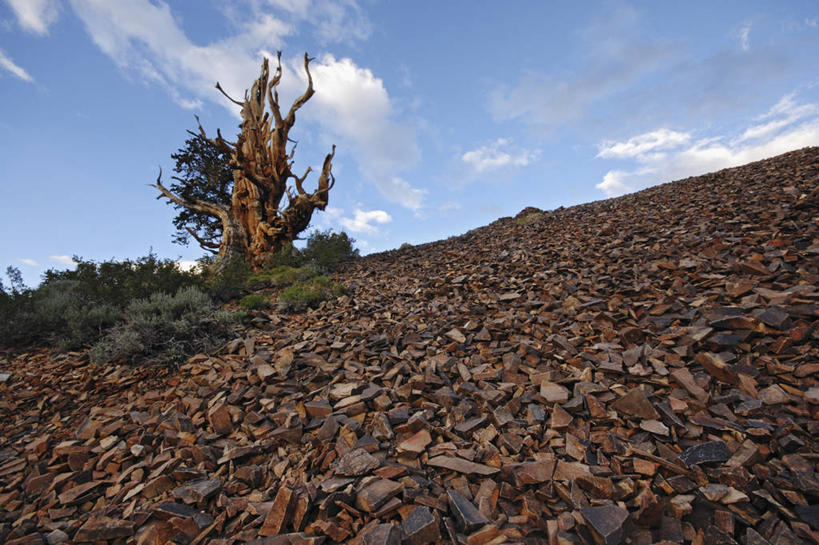 无人,横图,室外,白天,山,美国,摄影,生物学,加利福尼亚,白山山脉,地质学,狐尾松,岩石,彩图