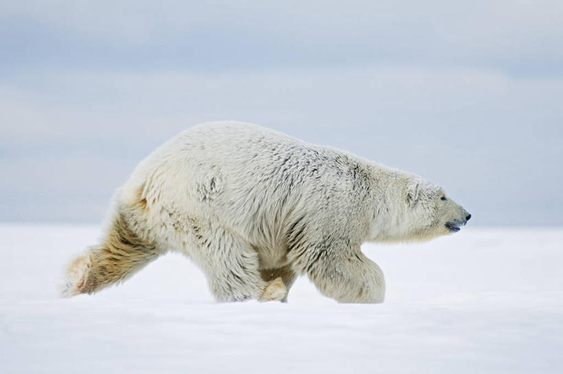 无人,横图,室外,白天,侧面,北极熊,野生动物,熊,美国,捕食,自然,动物,摄影,生物学,濒危物种,步行,彩图,旅行,波弗特海,弱点