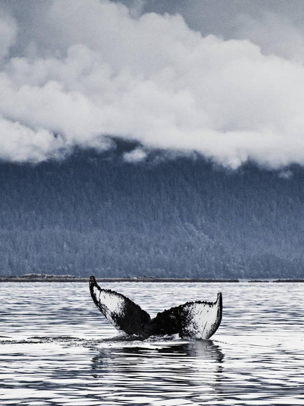 无人,竖图,室外,白天,森林,野生动物,美国,尾鳍,云,动物,摄影,鳍,朱诺,驼背鲸,彩图,旅行