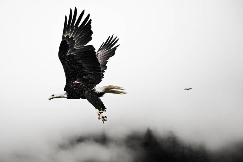 无人,横图,室外,白天,侧面,自由,雾,野生动物,鹰,美国,云,飞,动物,两只,摄影,白头鹰,美国文化,朱诺,鹰爪,彩图