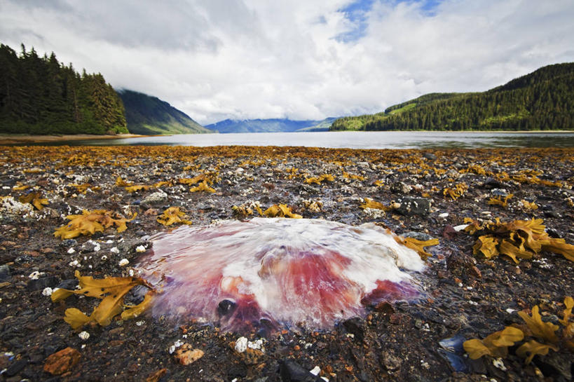 无人,横图,室外,白天,海洋,野生动物,美国,动物,摄影,退潮,迷路,水母,彩图,汽车抛锚,广角