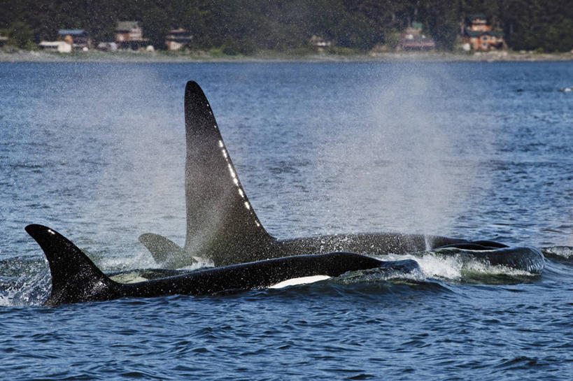 无人,横图,室外,白天,野生动物,美国,飞溅,捕食,动物,摄影,逆戟鲸,朱诺,彩图