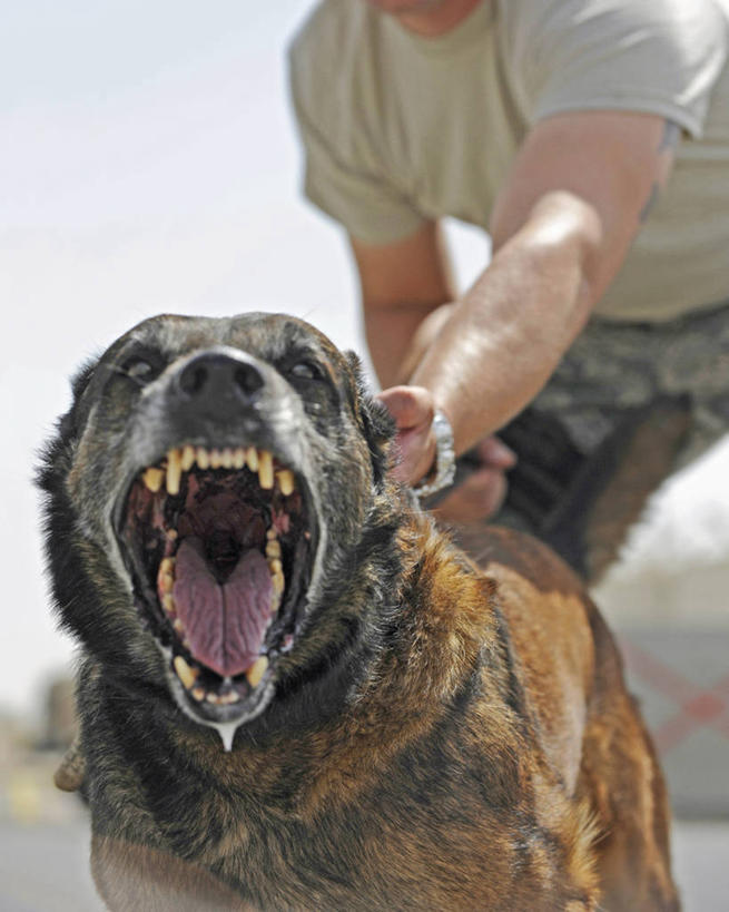 成年人,中年人,一个人,竖图,室外,白天,宠物,狗,仅一个男性,仅一个人,仅一个中年男性,咆哮,生气,白色,动物,家畜,可爱,摄影,空军,牧羊犬,军士,忠诚,玛伦牧羊犬,男人,男性,中年男性,犬,彩图,美国空军