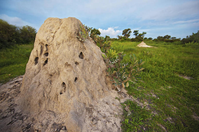 无人,横图,室外,白天,野生动物,博茨瓦纳,昆虫,动物,摄影,奥卡万戈三角洲,彩图