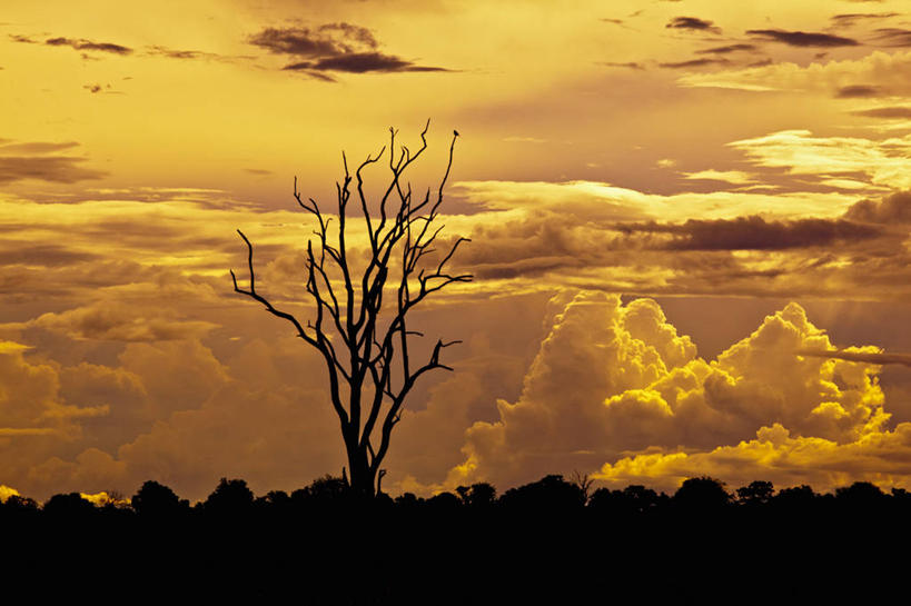 无人,横图,室外,白天,日落,博茨瓦纳,乌云,云,树,橙色,摄影,剪影,奥卡万戈三角洲,彩图