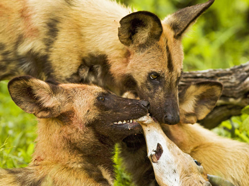 无人,吃,横图,室外,白天,侧面,哺乳动物,野生动物,博茨瓦纳,捕食,动物,两只,摄影,非洲野狗,黑斑羚,杀害,奥卡万戈三角洲,濒危物种,彩图