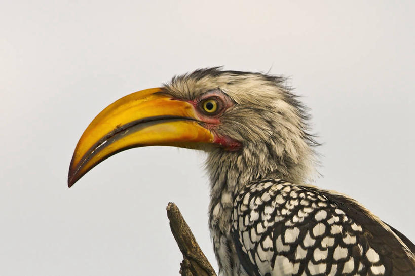 无人,横图,室外,白天,侧面,野生动物,博茨瓦纳,鸟类,动物,摄影,喙,犀鸟,奥卡万戈三角洲,彩图