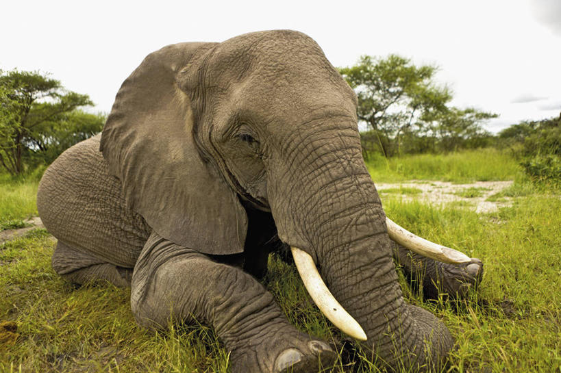 无人,横图,室外,白天,哺乳动物,野生动物,博茨瓦纳,长牙,科学,非洲象,动物,摄影,保护,奥卡万戈三角洲,濒危物种,象,彩图