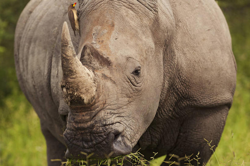 无人,横图,室外,白天,正面,哺乳动物,野生动物,博茨瓦纳,动物,两只,摄影,巨大,庞大,白犀牛,宏大,硕大,伟大,红嘴牛椋鸟,濒危物种,犀牛,彩图