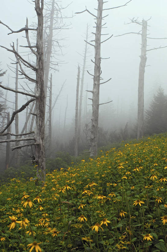 无人,竖图,室外,白天,雾,美国,野花,天气,摄影,金花菊,宁静,北美,北美洲,美洲,北卡罗来纳州,北亚美利加洲,亚美利加洲,北卡罗来纳,焦油脚根之州,黑油鞋根之州,老北州,彩图,美利坚合众国,阿巴拉契亚