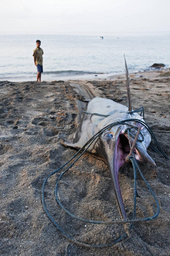 冲浪,成年人,中年人,一个人,竖图,室外,白天,运动,海洋,印度尼西亚,仅一个男性,仅一个人,仅一个中年男性,食品,鱼类,动物,摄影,死亡,殒命,灭亡,马林鱼,男人,男性,中年男性,马来西亚人,海滩,海产,彩图