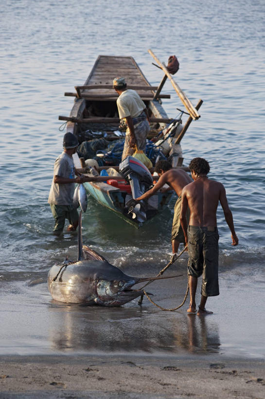 成年人,中年人,四个人,竖图,室外,白天,渔业,船,印度尼西亚,工作,海岸线,摄影,死亡,殒命,灭亡,马林鱼,男人,中年男性,马来西亚人,海滩,彩图
