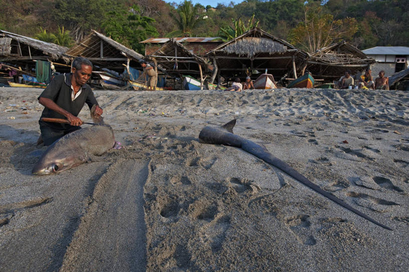 成年人,中年人,一个人,横图,室外,白天,渔业,鲨鱼,印度尼西亚,仅一个男性,仅一个人,仅一个中年男性,沙子,食品,摄影,死亡,切断,殒命,灭亡,濒危物种,男人,男性,中年男性,马来西亚人,海滩,海产,彩图