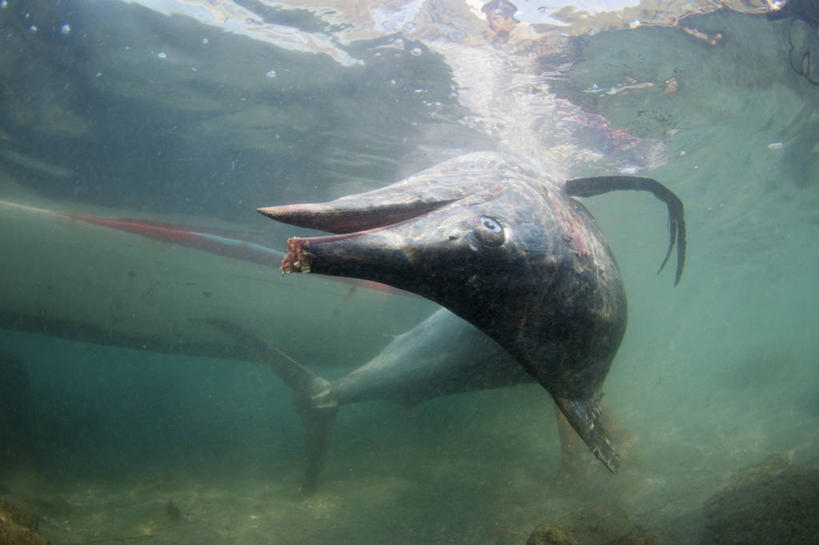 无人,横图,白天,水下,印度尼西亚,食品,鱼类,动物,摄影,死亡,殒命,灭亡,马林鱼,海产,彩图