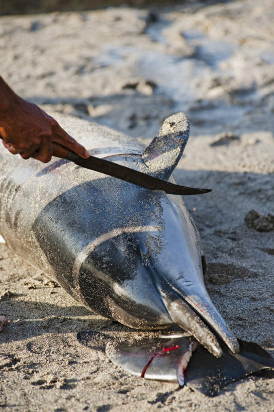 一个人,竖图,室外,白天,渔业,海豚,印度尼西亚,动物,刀,摄影,部分,切断,海滩,彩图