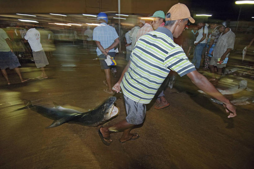 成年人,中年人,一个人,横图,室外,夜晚,运动模糊,渔业,鲨鱼,斯里兰卡,亚洲,仅一个男性,仅一个人,仅一个中年男性,工作,摄影,死亡,南亚,斯里兰卡民主社会主义共和国,殒命,灭亡,蓝鲨,尼甘布,男人,男性,中年男性,彩图,鱼市