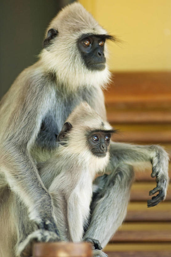 无人,竖图,室外,白天,纯洁,野生动物,猴子,斯里兰卡,动物,两只,可爱,童年,童趣,摄影,叶猴,童真,烂漫,无邪,灵长目,天真,彩图