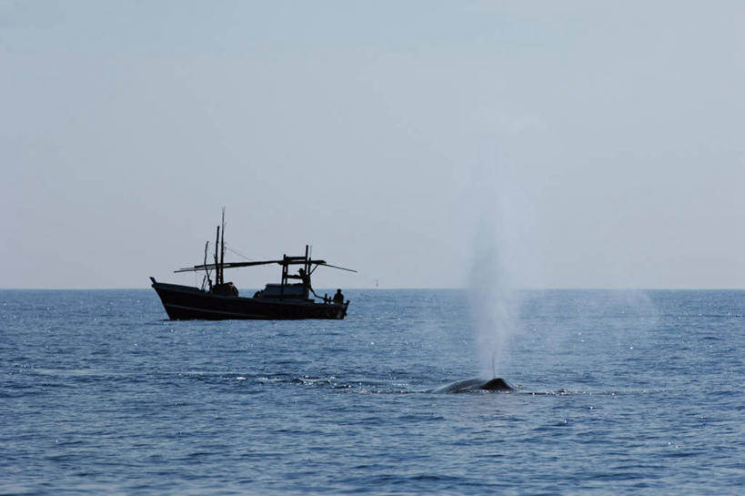横图,室外,白天,海洋,水,船,野生动物,斯里兰卡,飞溅,渔船,吹气,动物,烟,摄影,鲸,印度洋,蓝鲸,彩图