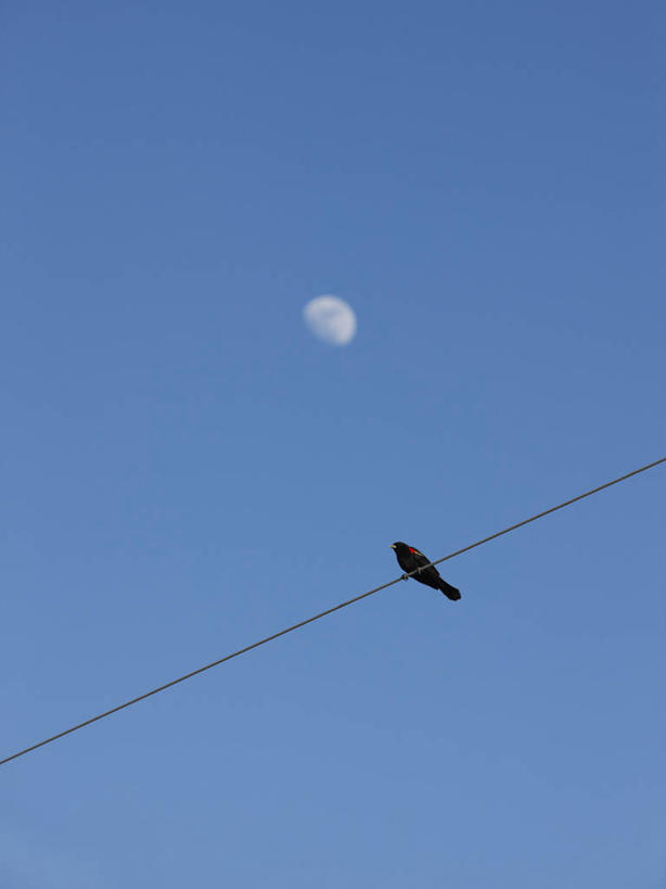 无人,竖图,室外,白天,鸟,野生动物,美国,鸟类,月亮,红色,动物,摄影,栖息,金属丝,反差,科罗拉多州,彩图,凸月,动物行为