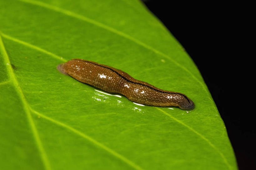 无人,横图,室外,特写,白天,野生动物,叶子,马来西亚,亚洲,科学,褐色,无脊椎动物,自然,动物,摄影,东南亚,环境保护,水蛭,婆罗洲岛,马来西亚联邦,沙巴州,彩图