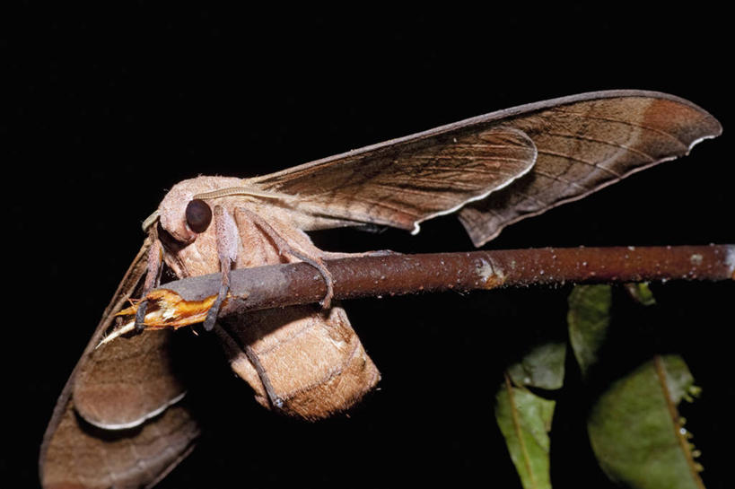 无人,横图,室外,夜晚,野生动物,马来西亚,亚洲,科学,昆虫,褐色,枝,自然,动物,摄影,东南亚,蛾,婆罗洲岛,马来西亚联邦,沙巴州,彩图