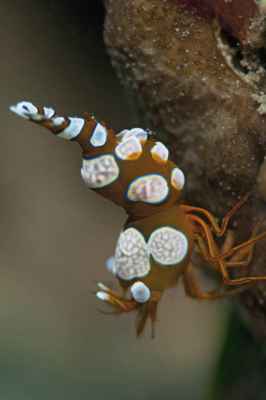 无人,竖图,侧面,水下,科学,虾,动物,摄影,彩图,东帝汶民主共和国