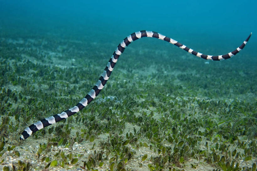 游泳,无人,横图,水下,科学,蛇,动物,海蛇,摄影,彩图,东帝汶民主共和国