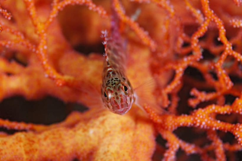 无人,横图,特写,正面,水下,科学,珊瑚,粉色,红色,动物,橙色,摄影,彩图,东帝汶民主共和国