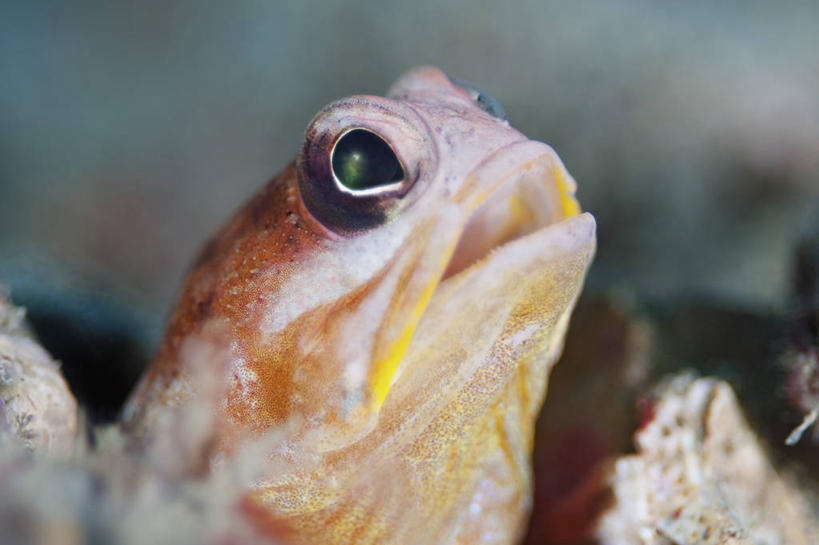 无人,横图,特写,侧面,水下,科学,鱼类,动物,摄影,彩图,东帝汶民主共和国