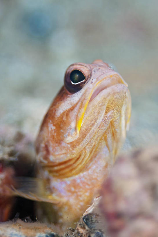 无人,竖图,特写,水下,科学,鱼类,动物,摄影,彩图,东帝汶民主共和国