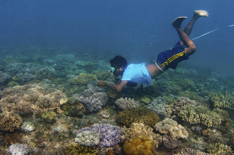 游泳,成年人,中年人,一个人,渔夫,横图,水下,野生动物,仅一个男性,仅一个人,仅一个中年男性,工作,珊瑚,摄影,环境,男人,男性,中年男性,暗礁,彩图,钓鱼,东帝汶民主共和国